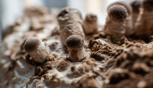 Anbau Von Shiitake Pilzen Pilzzucht Hause — Stockfoto