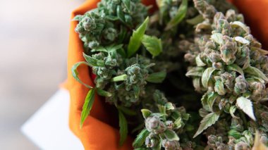 Kenevir tomurcukları tıkanır. Ruh sağlığı için tıbbi zorluklar