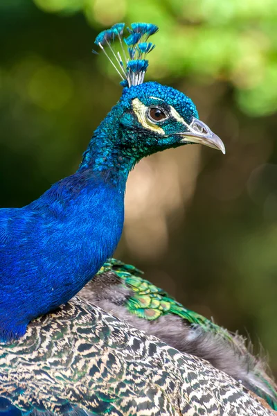 Pfauenporträt — Stockfoto