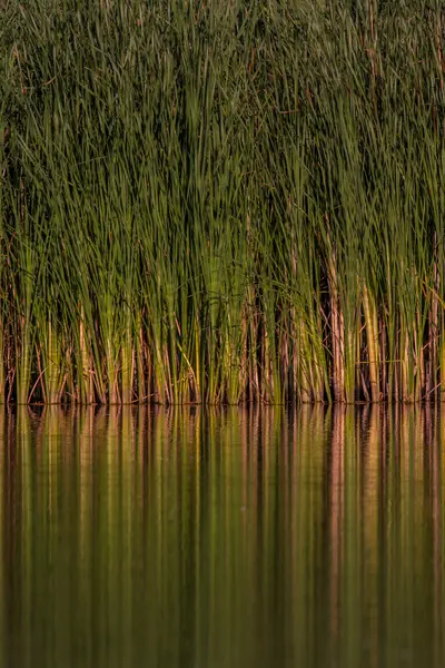 Water and reeds — Stock Photo, Image