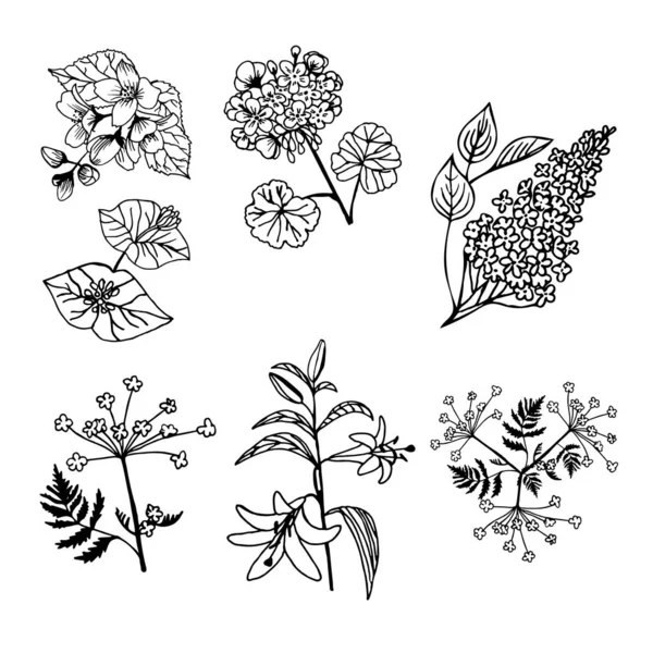 Karalama Çiçekleri Bitkiler Çizimi Seti — Stok Vektör
