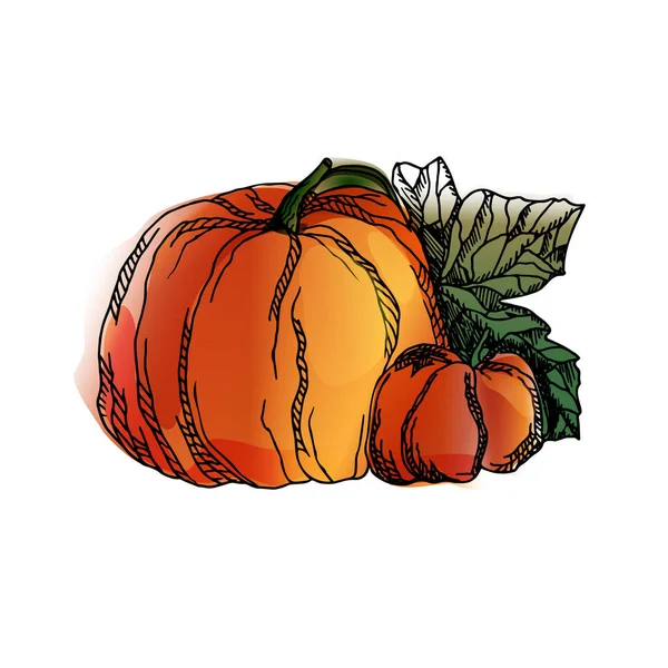 Dibujo Una Calabaza Otoño Madura Estilo Acuarela Para Halloween Eps — Vector de stock