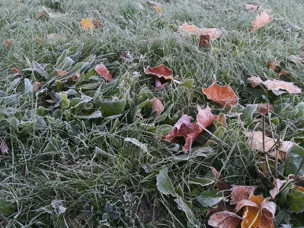 çimenlerin üzerinde donmuş sonbahar yaprakları