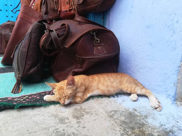 Chat Dort Dans Rue Maroc — Photo