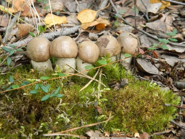 Boletus Champignons Staan Een Rij — Stockfoto