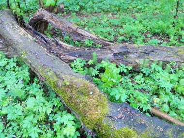 Ormanın ortasında dalgalanıyordu.