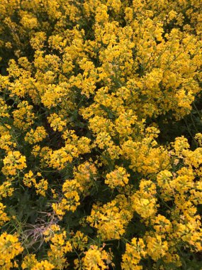 Bir tarla dolusu sarı güzel çiçek.