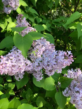 Çiçekli leylak, güzel, mor çiçek