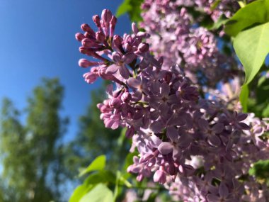 Çiçekli leylak, güzel, mor çiçek