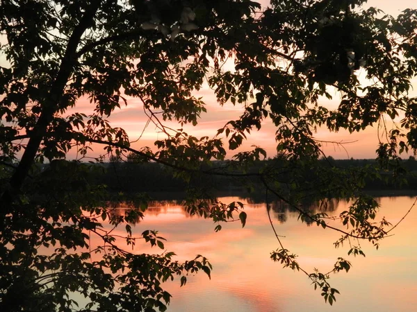 Orange Sunset Trees — Stock Photo, Image