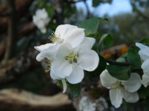 Яблочный Цветок Фоне Заката — стоковое фото