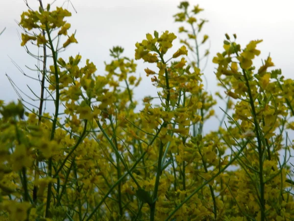 Sárga Gyönyörű Virágok Mezeje — Stock Fotó