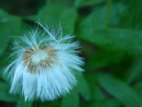 Faded Dandelion Background Green Grass — Stock Photo, Image