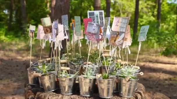 알펜 글 로 (Alpenglow) 나베라 히 긴 스 (vera higgins) 는 소나무 숲에 있는 그루터기에 마련 된 작고 장식 이 있는 바구니에 담긴 성공 물이다. 결혼식 장소에서 손님을 위한 선물로 화려 한 알로에 꽃이 피어 있는 시인들. — 비디오