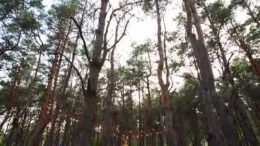 Çam ormanlarındaki açık hava düğün mekanında güzel bir bohem çadır kemeri süslemesi. Sandalyeler, çiçek kompozisyonları güller, halı, ip perisi ışıkları. Yaz kırsal düğünü.