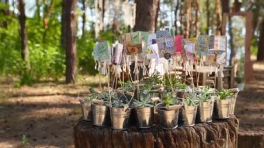 Alpenglow ya da vera higgins çam ormanındaki bir kütüğe yerleştirilmiş küçük süslü galvanizli kovalarda sulanır. Düğün mekânındaki düğün davetlileri için sulu aloe çiçekleri olan saksılar..