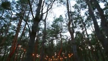 Çam ormanlarındaki açık hava düğün mekanında boho tipi kemer dekoru aydınlatması. Yazın kırsal düğünlerde sandalyelerin üzerinde parlayan eski sicim lambaları, çelenkler..