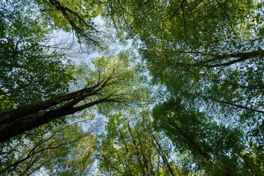 Vertical perspective within a dense forest with sky