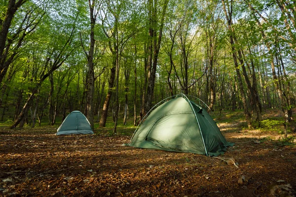 Kaksi telttaa leiri keskellä kaunista metsää — kuvapankkivalokuva