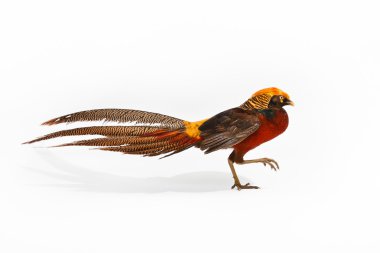 Golden Pheasant or 'Chinese Pheasant'