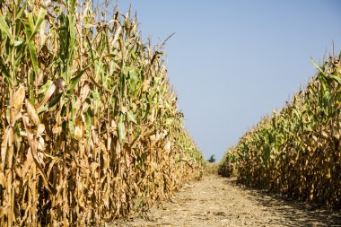 Corn Field'da hasat