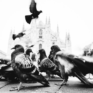 Milano'nun Katedrali uçan güvercinler ile