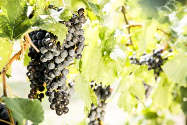 Kırmızı üzüm demet