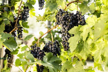 Kırmızı üzüm demet