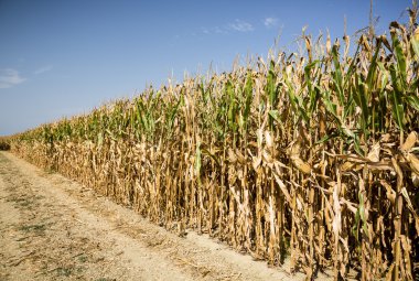 Corn Field'da hasat
