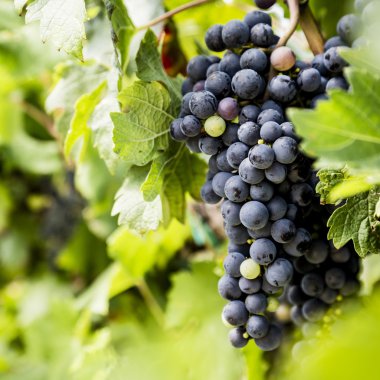 Kırmızı üzüm demet