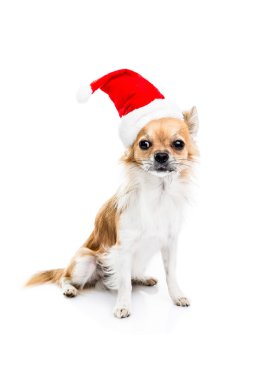Noel şapka şirin chihuahua