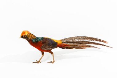 Golden Pheasant or 'Chinese Pheasant' clipart