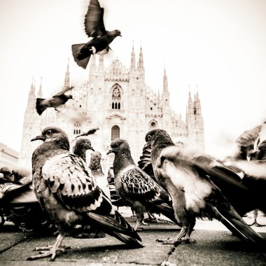 Milano'nun Katedrali uçan güvercinler ile