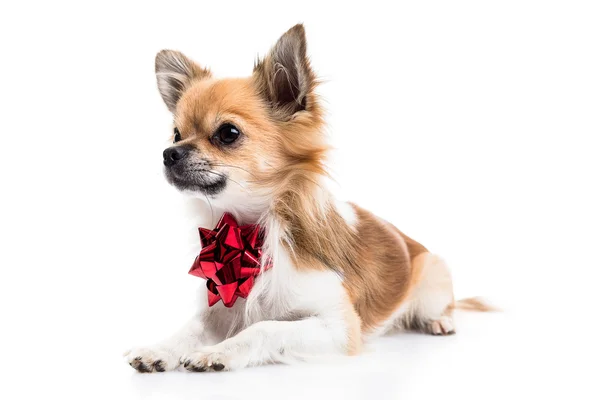 Cute chihuahua with a bow — Stock Photo, Image