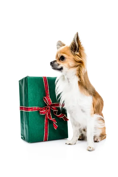 Cute chihuahua  with gift box — Stock Photo, Image