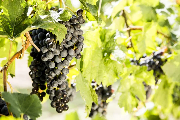 Red bunches of grapes — Stock Photo, Image