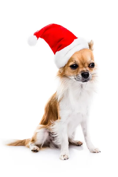 Cute chihuahua  in Christmas hat — Stock Photo, Image