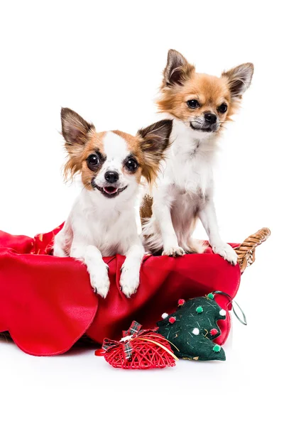 Cute Chihuahuas in the Christmas basket — Stock Fotó