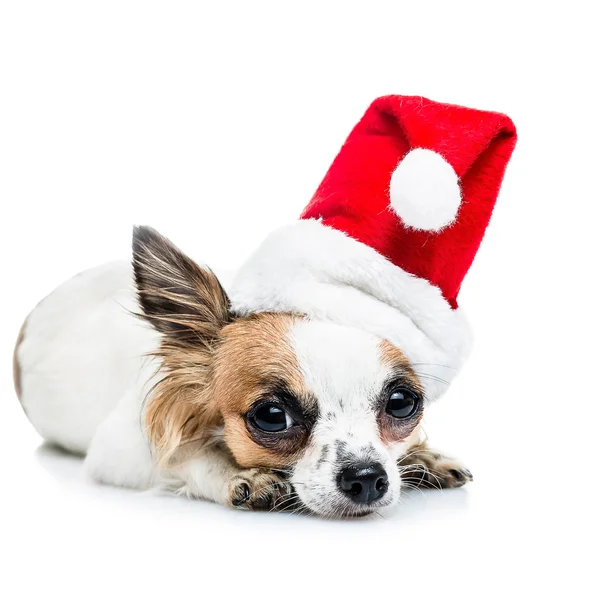 Aranyos chihuahua karácsonyi kalapban — Stock Fotó