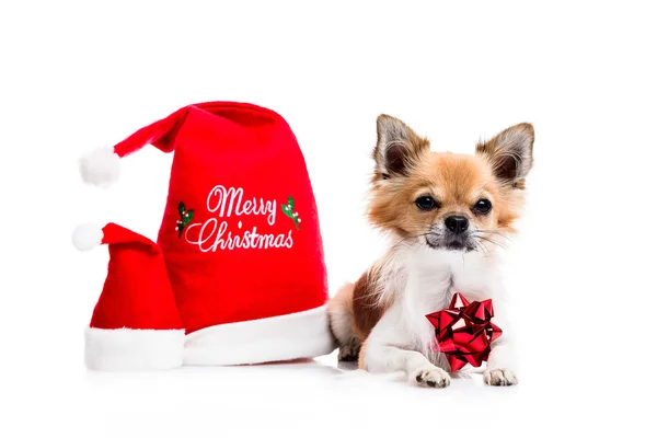 Chihuahua with Christmas hats — 스톡 사진
