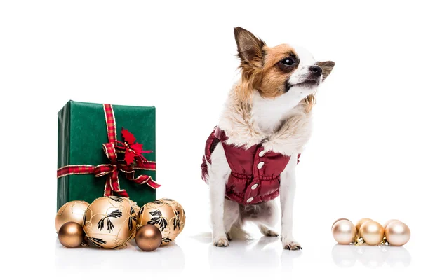 Chihuahua  with Christmas gift and toys — Stock Photo, Image