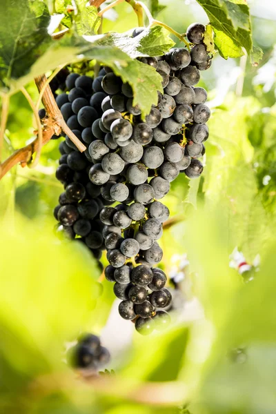 Red bunches of grapes — Stock Photo, Image