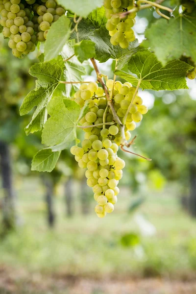 White wine grapes — Stock Photo, Image