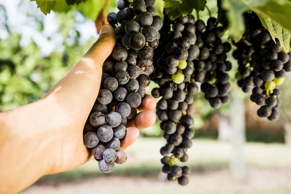 Hand gather red bunches of grapes — Stock Photo, Image