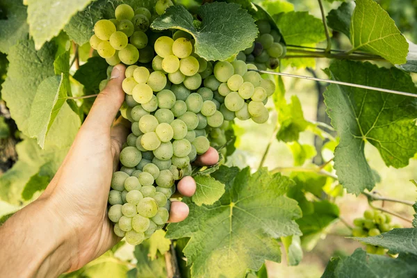 Hand gather white wine grapes — Stock Photo, Image