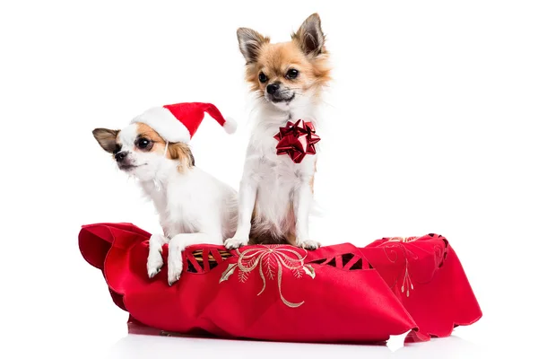 Chihuahuas in the Christmas basket — 스톡 사진
