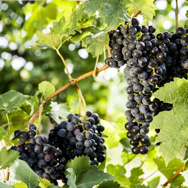 Red bunches of grapes — Stock Photo, Image