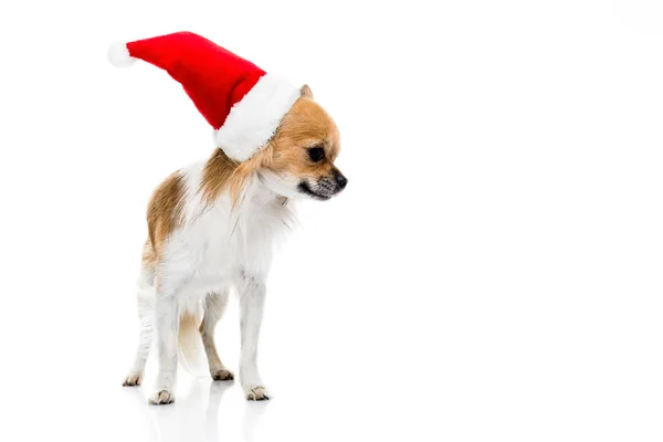 Cute chihuahua  in Christmas hat — Stock Photo, Image