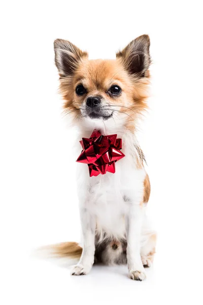 Cute chihuahua with a bow — Stock Photo, Image