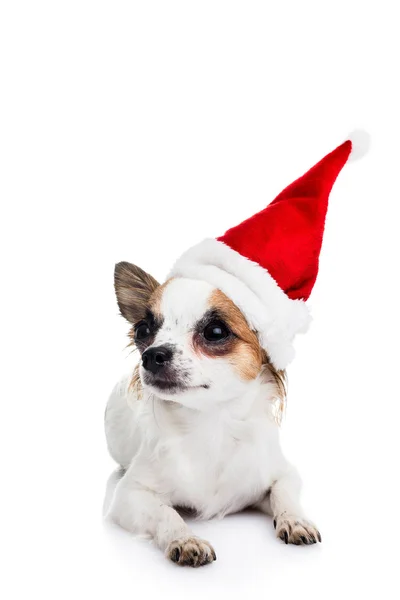 Cute chihuahua  in Christmas hat — Stock Photo, Image